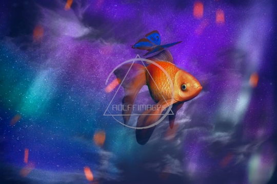 Goldfish and butterfly